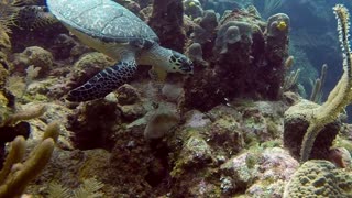 Critically Endangered Hawksbill Turtle Swims Within Inches of Diver