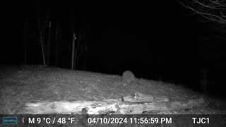 Raccoon Standing Up