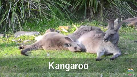 Australian animals for kids in English with video