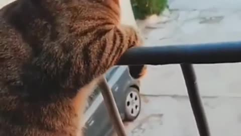 New cat funny video 😂😂😂😂