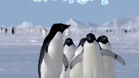 World Penguin Day