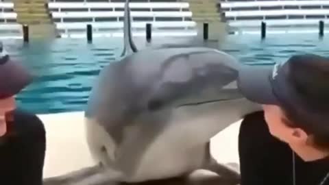 Cute Dolphin kissing girls ,funny