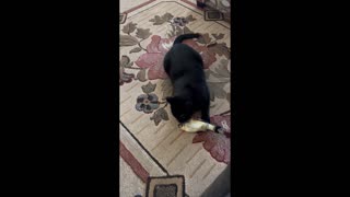 Funny Adopted Cat, Precious Piper, Wrestles with Toy Fish #shorts