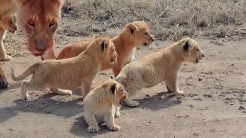 The Man Who Cuddles Lions | BEAST BUDDIES