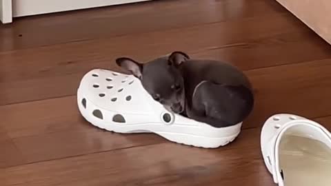 Puppy uses my shoes as a nest