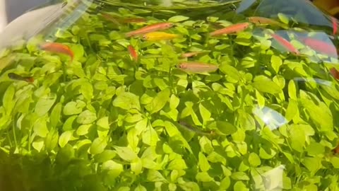 Small fish and grass can also heal life.💚