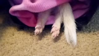 Little toes of a sleepy ferret