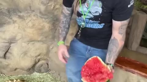 "Watermelon seems to be the most popular in these areas "