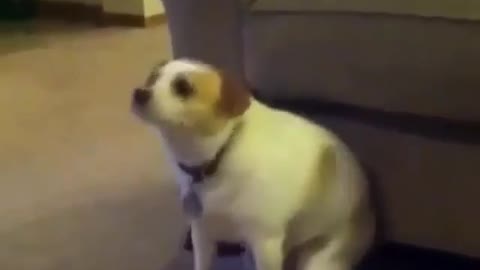 A dog dancing to music