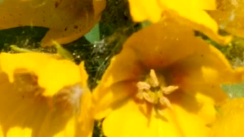 Yellow Loosestrife Flowers - Gorgeous Blooms