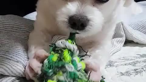 A cute dog that eats thread deliciously.