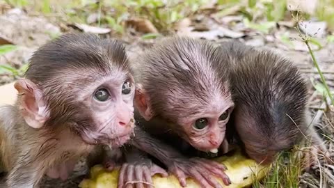 Amazing animals, three baby monkeys eat a super big banana, wild animals have no distance#2