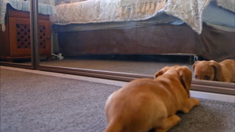 Cute Dog Watching Mirror and Playing.