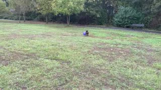 Staffordshire bull terrier skills