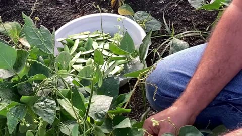 Surprising new addition to family; Lima Beans Harvesting