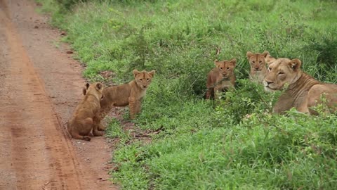 Discover the Real Wildlife Bliss: Playful Lion Family Encounter
