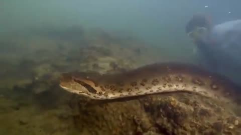 green anaconda in the Amazon rain forest