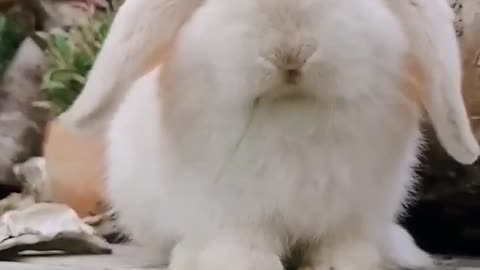 How Cute this rabbit । Cute rabbit