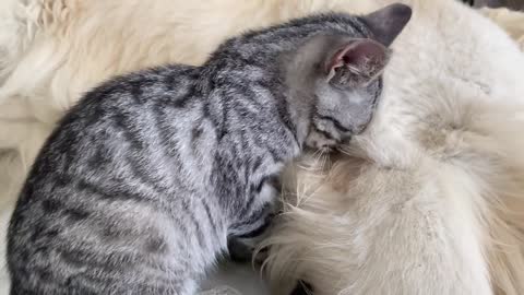 Funny Golden Retriever and Kitten