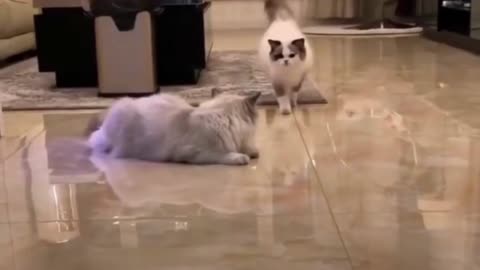 Funny Cat Videos - Try to don't lough