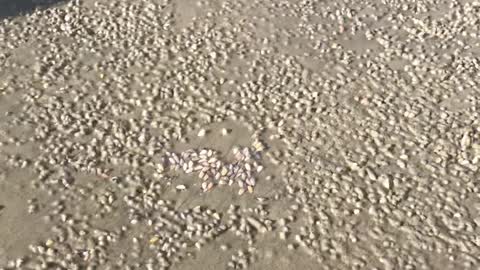 Massive Amounts of Shells Pop Out of Sand