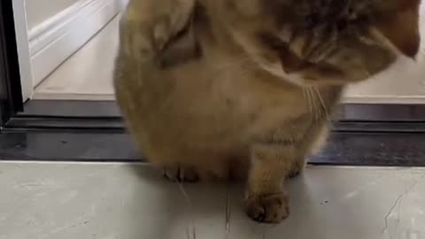 Shrimp vs cat