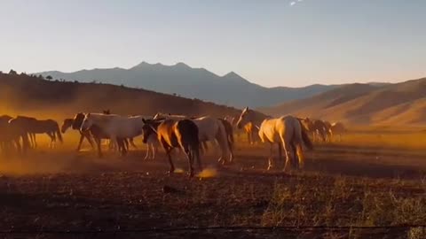 The Wild West + Wild Horses =Take my breath away.