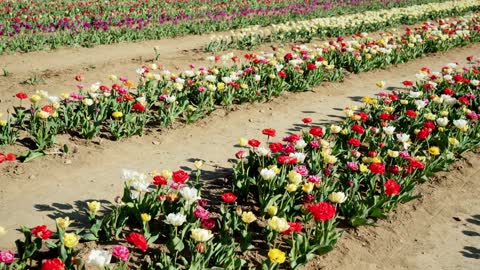 field of tulips