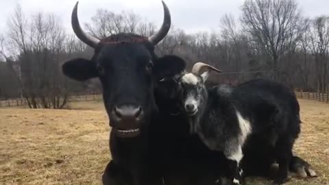 Farm animals FUNNY VIDEO