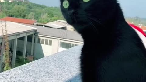 Funny cat's| animal Compilation video