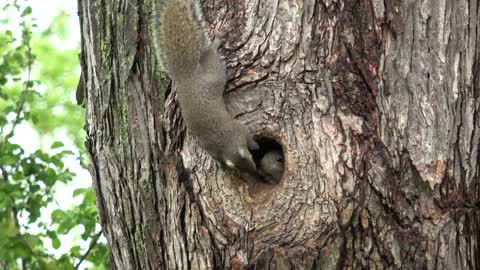 Baby Squirrels Frolicking