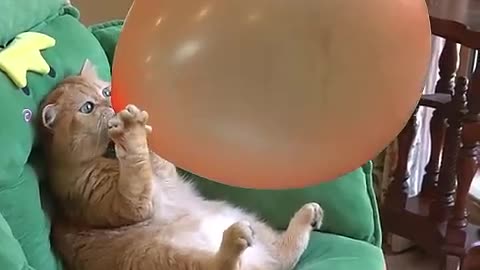 Boom,Scared me! #exlittlebeans #funny_cats #cat #funny_videos