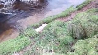 Swimming Sheep