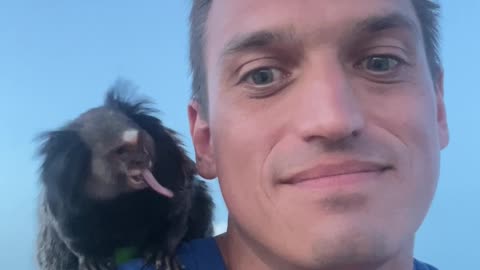 Tongue Contest With a Mila the Marmoset Monkey