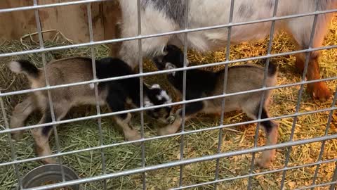 Goat Nakita and her Baby Nigerian Dwarfs 02.2022