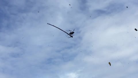 Spider Meticulously Removes Twig From Web