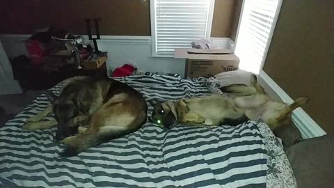 German Shepherds taking over my bed