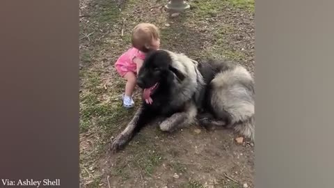 Dog and Child very funny video