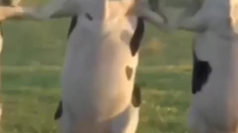 Cow dance video