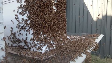 🐝 Scored A Swarm 👑 Queen & 50,000 Bees 🐝 SWEeEeEEEEET 🍯
