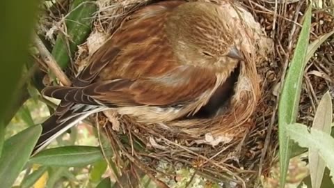 Touching Moment: Watch A Crested Lark Mother Feed Her Adorable Baby Bird