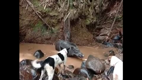 Hunting pig in indonesia