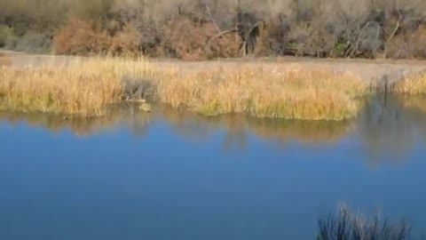 RARE FOOTAGE OF A DESERT OTTER EATING RAW & LIVING FOOD! - Dec 30th 2011