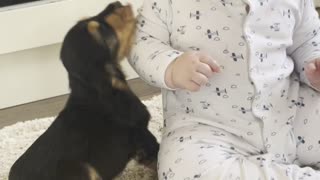 Baby and New Puppy are Friends at First Sight
