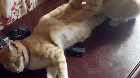 Therapawtic Cat Massage