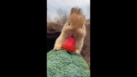 The adorable little bunny sets off with dreams towards the beautiful future.