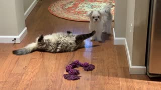 Dog tries relentlessly to get kitty to play tug o war