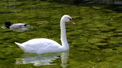 Swan duck water Bird