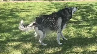Slow motion husky shakes off water