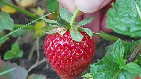 Strawberry Organic Fruits: Secret of home gardening: Nature's Lover: #shorts #fruits #organic